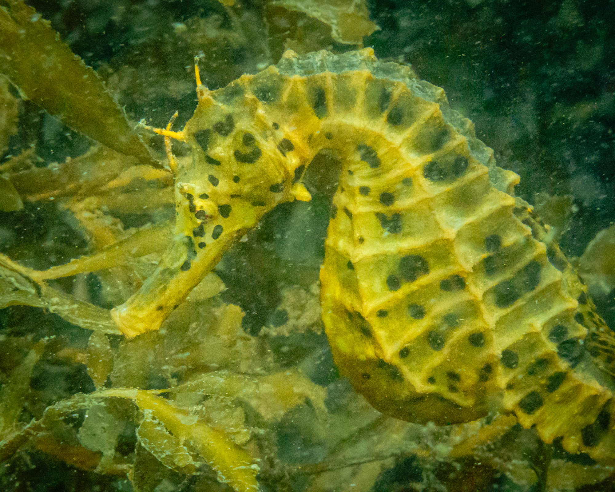 Erica's award-winning seahorse photograph, Ti Point